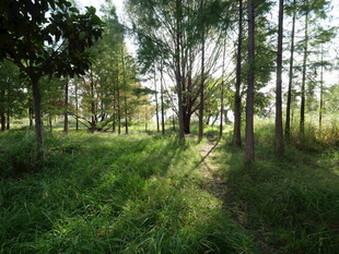 阳光洒落的静谧森林