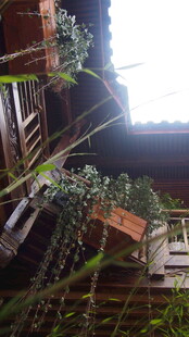 庭院绿植环绕的古朴景致