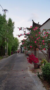 乡村小道旁的秀丽景致