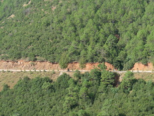 山林间的道路与茂密植被