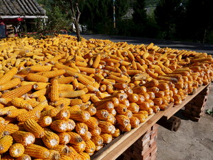 金黄玉米堆成丰收景象