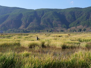 草原上的孤独行者