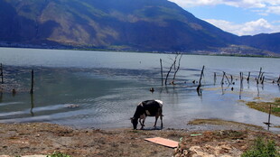 湖畔孤独马匹的静谧景象