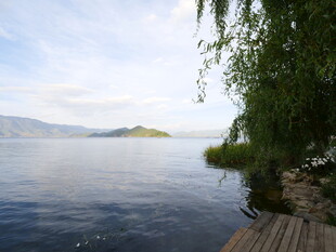 湖畔垂柳 宁静湖水风光