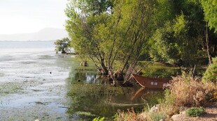 湖畔绿树映水的自然景致