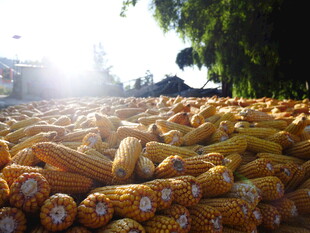 金黄玉米堆成丰收美景