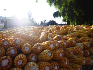 金黄玉米堆成丰收美景