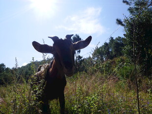 田野中的奇特造型动物