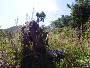 草丛中的迷彩伪装身影