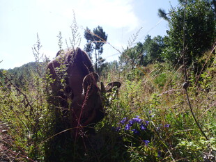 徒步者于繁茂草木间穿行