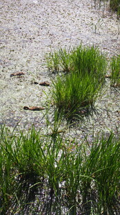 湿地中的嫩绿水草