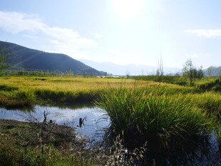 田园湿地风光美景