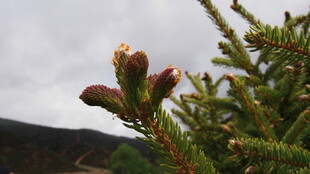 云下松枝上的新生松果