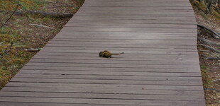 小龟漫步在木质步道上