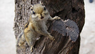树干上亲昵互动的两只松鼠