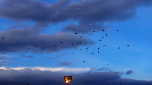 夕阳下飞鸟与天空美景