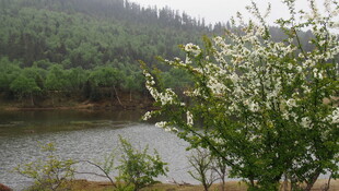 湖畔繁花绽放的自然美景