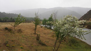 山间雾景中的零星树木