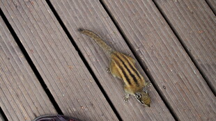 木板上的枯萎植物叶片