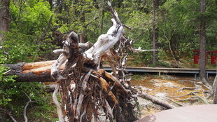 森林中展翅的雕塑飞鸟