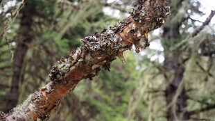 树皮上的苔藓与菌类特写