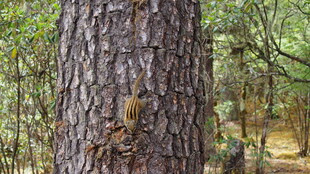 森林中粗壮的树干与松果