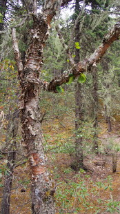 森林中的斑驳树木