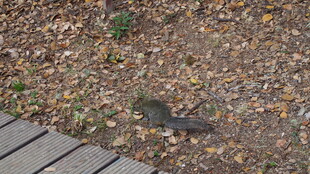 落叶中觅食的小鸟