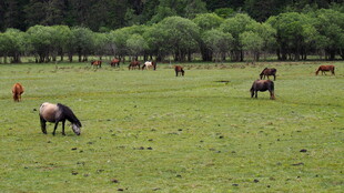 草原上悠闲吃草的马群
