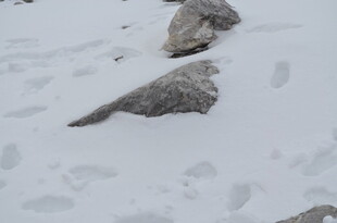 雪地上的石块与动物脚印
