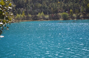 清澈蓝湖与岸边葱郁树林