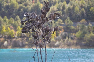 湖畔枯株与青山碧水