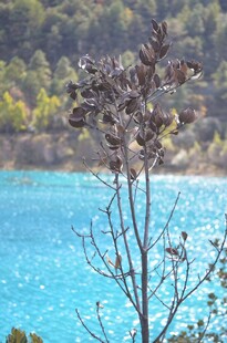 湖畔枯枝与碧蓝湖水