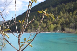 湖畔新枝映碧水