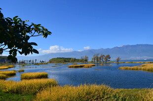 湖畔美景 水草蓝天相映衬