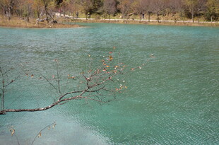 湖畔枯枝映绿水