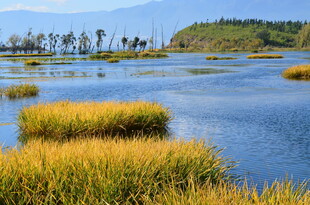 湿地美景 水草与水域相映