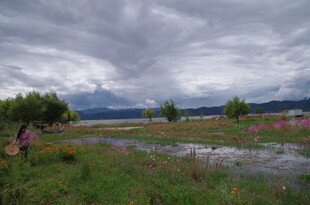 阴天下的多彩田野风光
