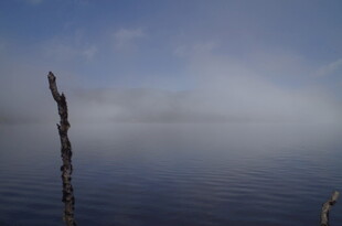 雾霭中的海洋孤枝