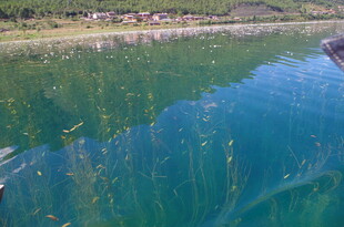 清澈湖水与水底植物景观