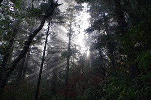 晨雾中的静谧森林