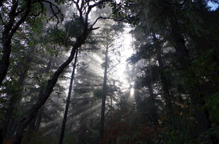 林间阳光穿透茂密树林
