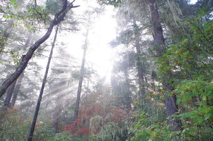 晨雾中的茂密森林