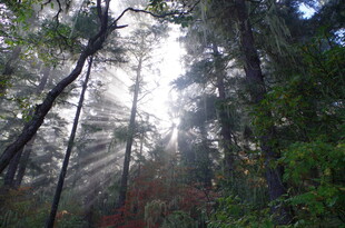 林间晨光 穿透茂密树林