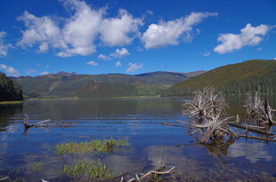 宁静湖景中的枯木与远山
