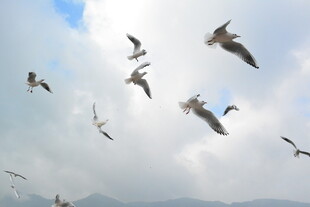 天空中飞翔的成群海鸥