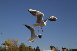 蓝天中飞翔的两只海鸥