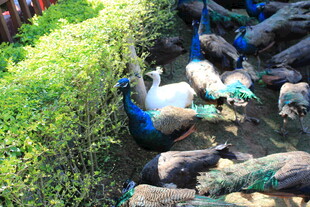 草地上休憩的多彩孔雀