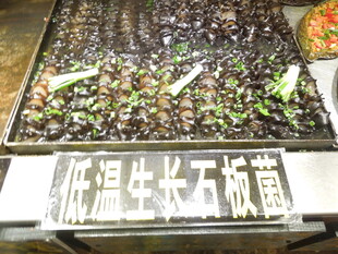 低温生长万伐菌展示