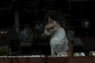 窗边的猫咪